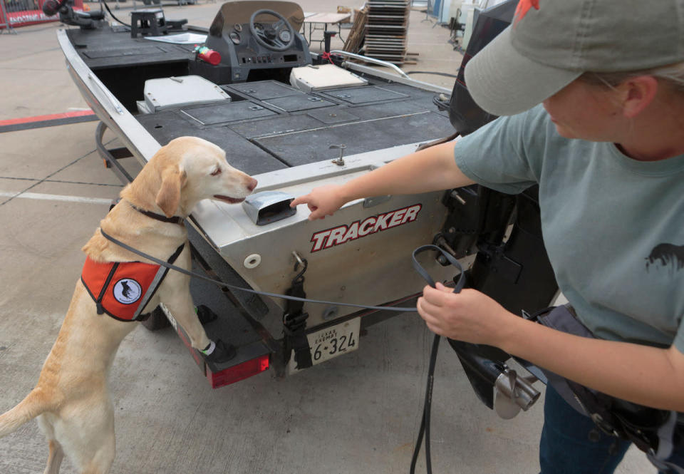 <p>This handout photo provided by the Texas Parks and Wildlife Department shows Aimee Hurt, right, Director of Operations for Working Dogs For Conservation, working with the aid of Lily to demonstrate a dog’s ability to sniff out invasive zebra mussels and their microscopic larvae at the Toyota Texas Fest in Frisco, Texas, Friday, May 20, 2016. The Texas Parks & Wildlife Department launched a boater awareness campaign called “Clean, Drain and Dry,” to fight the spread of zebra mussels. (Earl Nottingham/Texas Parks & Wildlife Department via AP)</p>