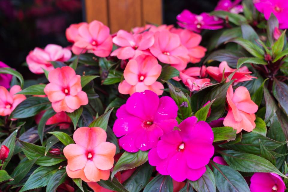 5) New Guinea Impatiens