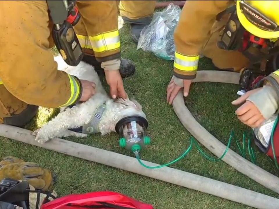 Firefighters in Bakersfield, California, coaxing Jack the Shih-Tzu back to life (Screengrab/ Bakersfield Fire Department)