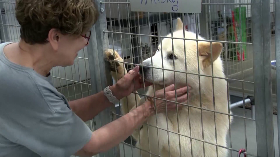 Nearly 50 animals removed from Kansas home. Photos taken on April 16, 2024 (KSN Photo)