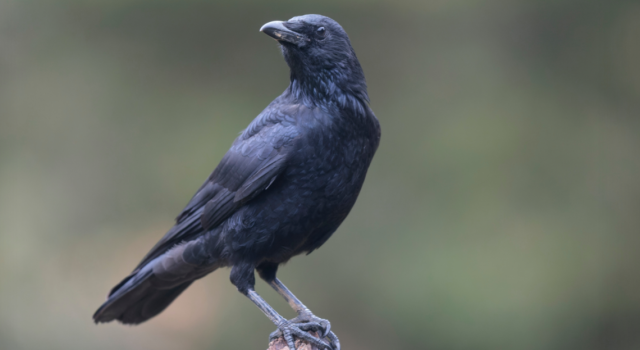 6 moyens pour lutter efficacement contre les corbeaux