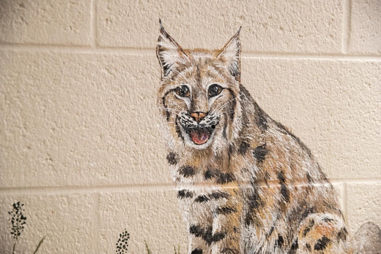 A bobcat with a smile on its face is seen within one of the courtyards where the children live within Bill’s Place at Youth Villages in Memphis, Tenn., on Friday, April 19, 2024. Bobcats with various expressions were drawn within the living area so that children with difficulty expressing their emotions could point at one of the drawings to show how they are feeling.