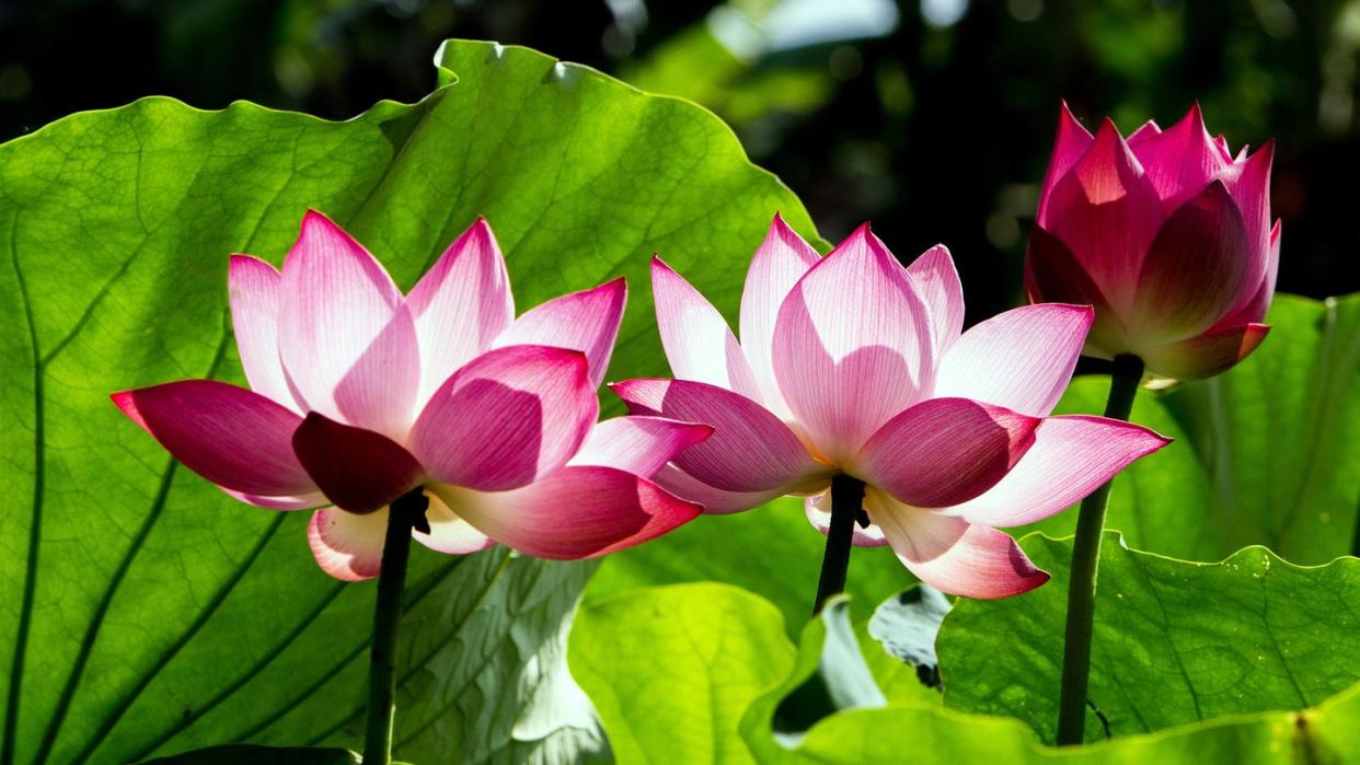 lotus flower and lotus flower plants