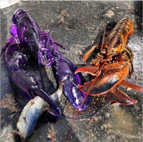 加拿大漁民捕獲一隻紫色龍蝦（圖／翻攝自Atlantic Canada Seafood Group）