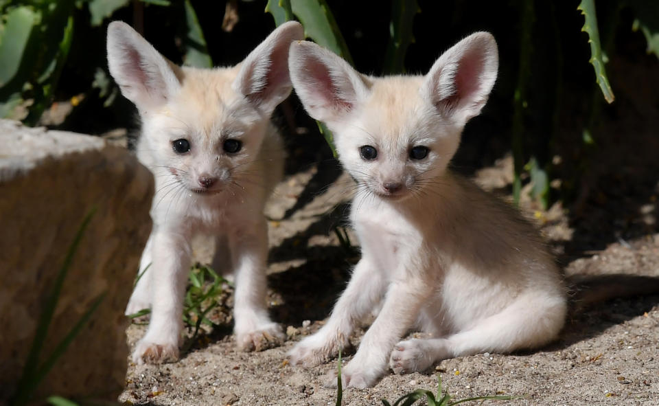 Die besten Tierfotos der Woche (22.06. bis 29.06.)