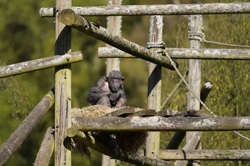 Peter, a 31-year-old male chimpanzee, explores the surrounding of his new home at Blair Drummond Safari and Adventure Park, near Stirling.