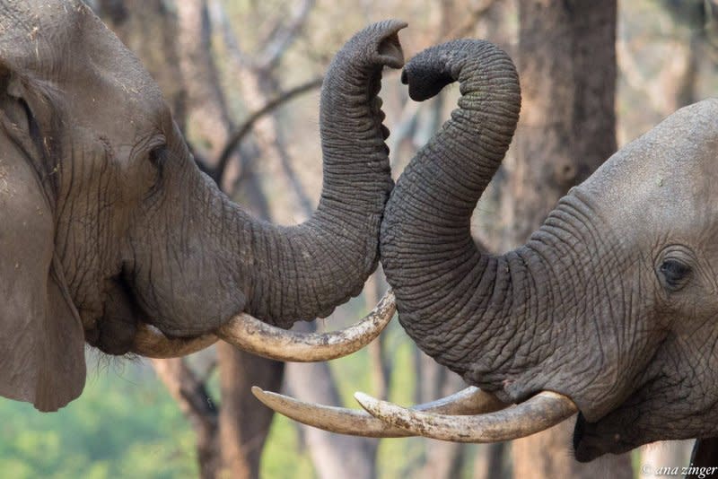 非洲象因象牙遭大量捕獵，擁有象牙的大象越來越少。（取自Elephant Voices網站）