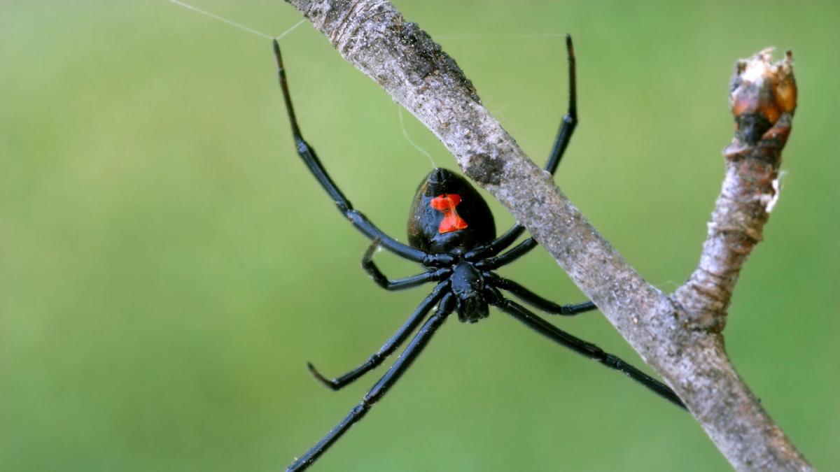 How to safely remove poisonous black widows from your home