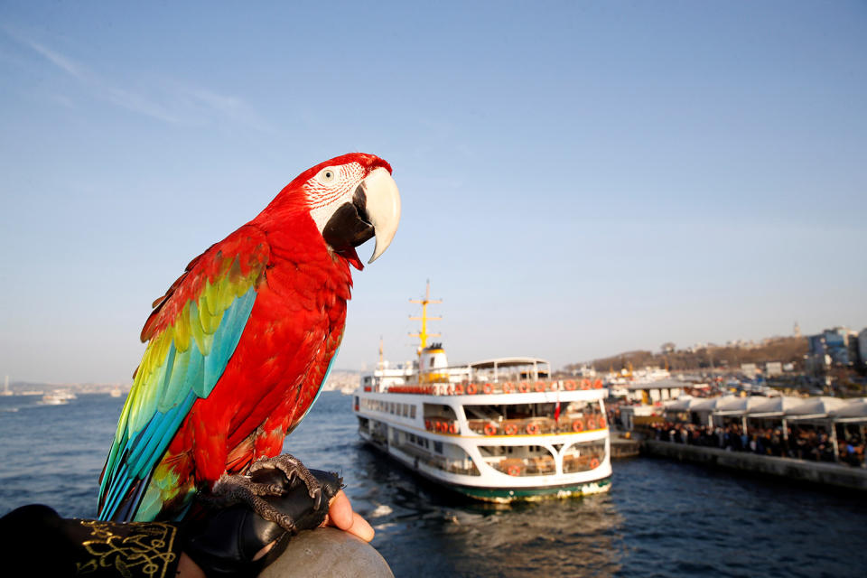 Life with a parrot in Istanbul