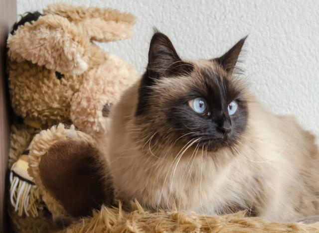 Most Dedicated Cat Breeds: Here are 10 of the most loyal breeds of