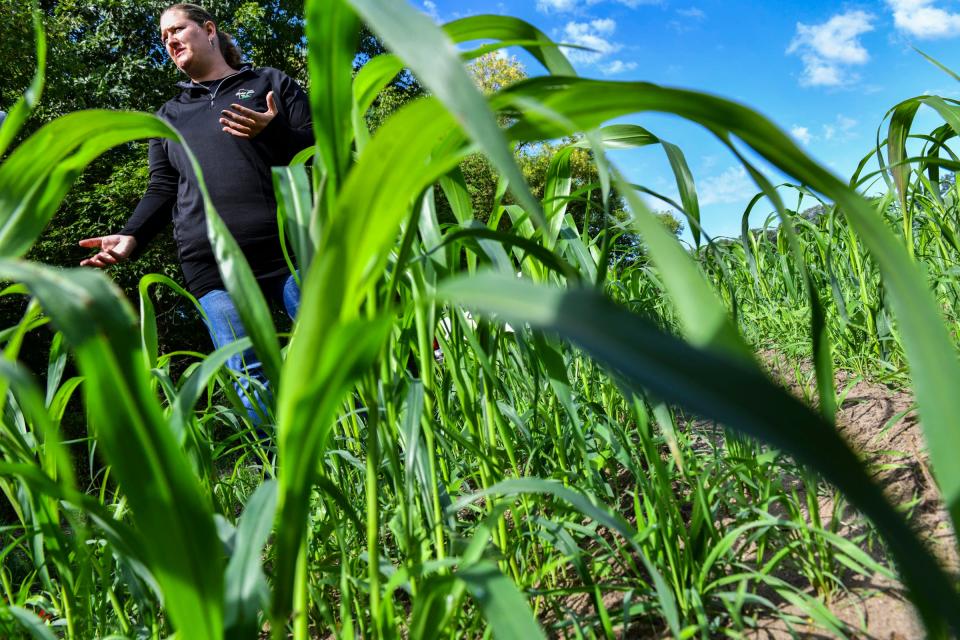 Centra Sota Cooperative Lead Nutrient Management Specialist and Certified Crop Advisor Amy Robak talks about methods used to plant cover crops on area farms Tuesday, Aug. 31, 2021, near Little Falls.