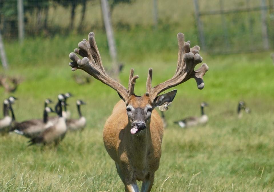 A white-tailed deer walks through a pen July 22 at Maple Hill Farms, a deer farm near Gilman, Wis. The farm is scheduled to be depopulated of deer this month, an action ordered when chronic wasting disease was discovered at the facility last August.