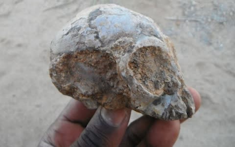 The skull of 'Alesi' is around the size of a lemon - Credit: Christopher Kiarie