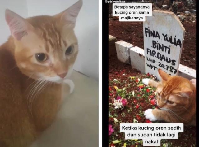 Cat in Indonesia goes viral for ‘crying’, mourning death of owner