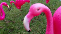 Winnipeg councillors mull 'Flamingo Crossing' in Transcona