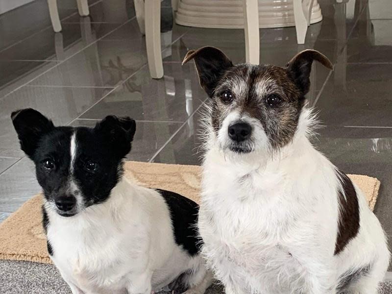Western Telegraph: Tipsy and Roo are Jack Russell sisters who are great companions for families with kids.