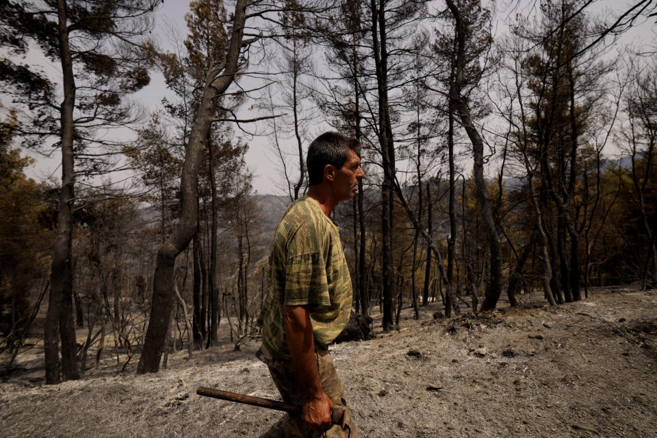 Christos Livas, 48, resin collector with his tool as walks in a burnt pine forest near Agdines village on the island of Evia, about 185 kilometers (115 miles) north of Athens, Greece, Wednesday, Aug. 11, 2021. Residents in the north of the Greek island of Evia have made their living from the dense pine forests surrounding their villages for generations. Tapping the pine trees for their resin has been a key source of income for hundreds of families. But hardly any forests are left after one of Greece’s most destructive single wildfires in decades rampaged across northern Evia for days. (AP Photo/Petros Karadjias)