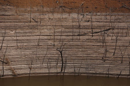 Trees and water marks are seen on previously submerged land at Guri dam in Bolivar state, Venezuela April 11, 2016. REUTERS/Carlos Garcia Rawlins