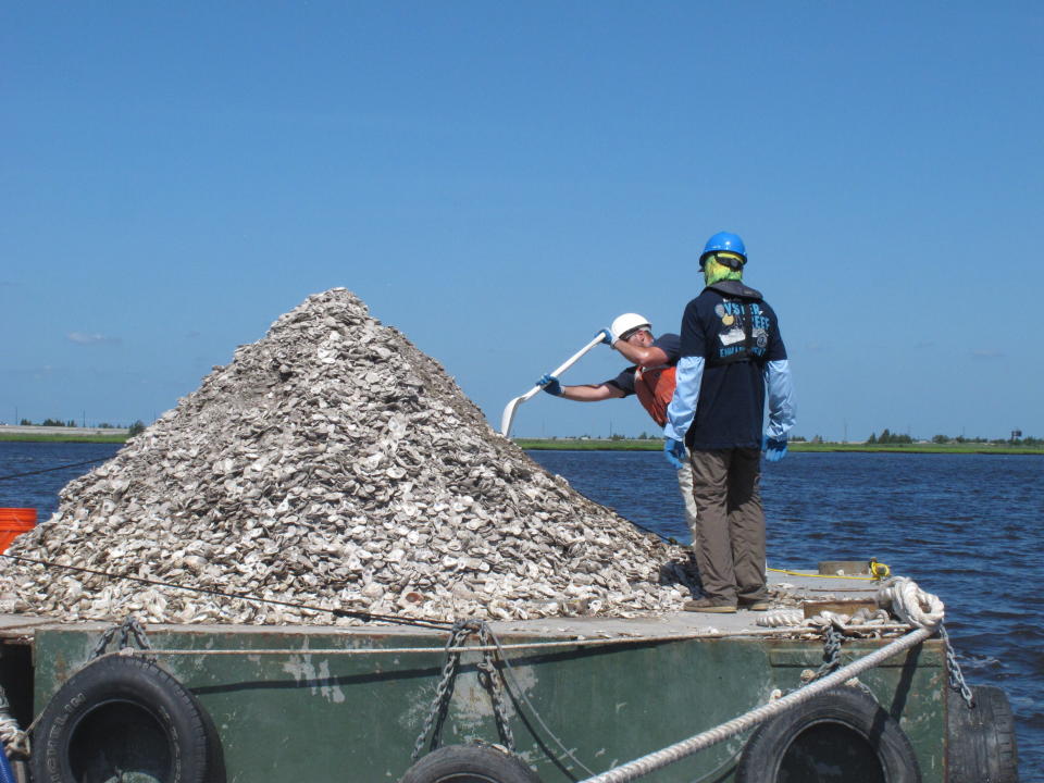 This June 29, 2021 photo shows workers on a barge laden with 680 bushels of clam and oyster shells that are about to be dumped into the Mullica River in Port Republic, N.J. The shells are collected from restaurants in Atlantic City, dried, and placed into the river where they become the foundation for new oyster colonies as free-floating baby oysters attach to them and start to grow. Communities around the world are running similar shell recycling programs. (AP Photo/Wayne Parry)