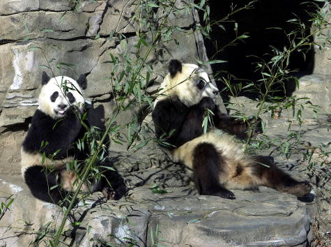 383925 02: Mei Xiang, left, and Tian Tian eat bamboo in their outdoor habitat January 4, 2001 at the National Zoo in Washington DC. At first, researchers thought that wild giant pandas were mostly solitary. Today, a somewhat different picture of giant panda social life is emerging. Giant pandas may be far more social than previously believed. National Zoo scientists are paying close attention to the interactions of the panda pair in order to gain more understanding of giant panda social behavior. (Photo by Jessie Cohen/Smithsonian National Zoo/Newsmakers)