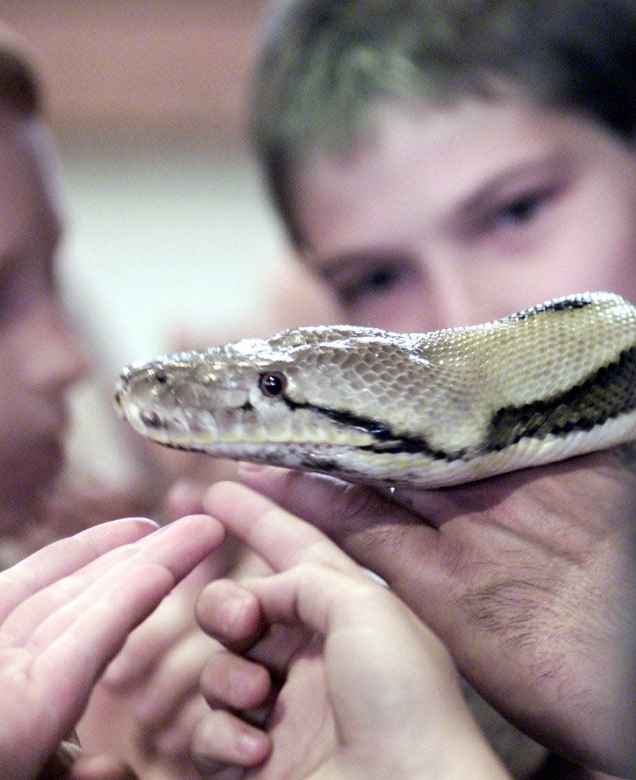 In this 2001 photo, students at Oxford Elementary School pet Simba, a reticulated python owned by Don Munson, who now is Benton County sheriff. A Battle Ground woman was found Wednesday, Oct. 30, 2019, in an Oxford house Munson owns for a collection of 140 snakes. The woman was found with a python wrapped around her neck.