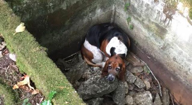 Poor Phoebe was trapped for close to a week with her buddy Tillie sitting by. Source: Facebook/Vashon Island Pet Protectors