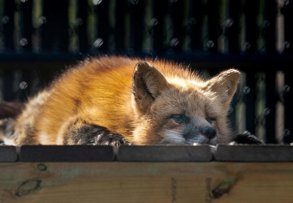 Foxes, like this one seen at Busch Wildlife Sanctuary in December 2023, have become part of the illegal pet trade, especially those whose fur is deemed not 'pretty enough' for coats and stoles.