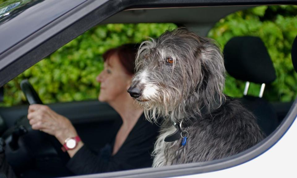 <span>Photograph: Clynt Garnham Lifestyle/Alamy</span>