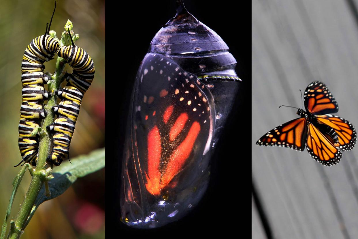 From caterpillar to butterfly is a miracle of metamorphosis of the monarch butterfly in West Palm Beach.