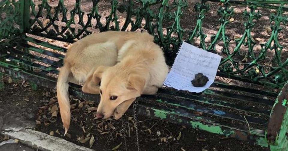 Foto: Facebook vía mascotas.coyoacan.1