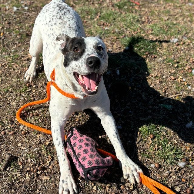 Consider these adoptable dogs and cats at the Kentucky Humane Society.