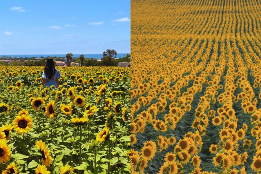 Llega a California un hermoso “mar de girasoles” 