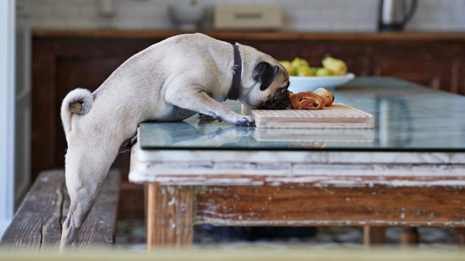  stealing pastry from dinner table in kitchen 