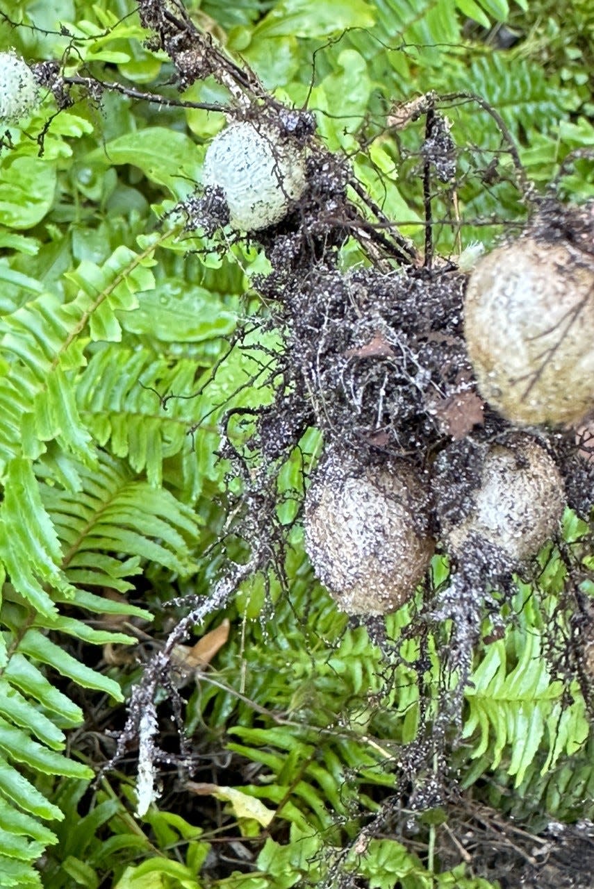 Tubers on the roots identify the Nephrolepis cordata as invasive.