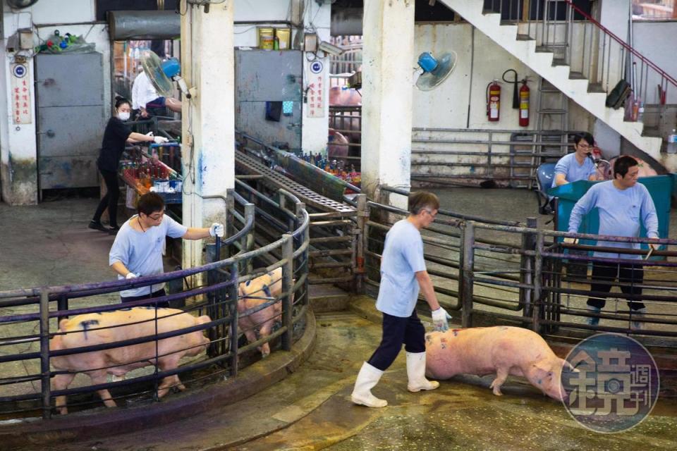 新北市肉品拍賣市場一小時大約需拍賣四百頭豬，豬在狹小的「伸展台」上不斷經過，其過程被動保團體形容為「近乎虐待的折磨」。
