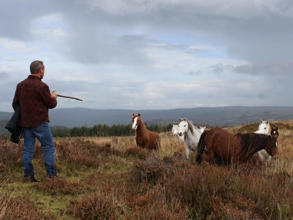 Andrew Roberts conducts his final check on the horses of the Ysbyty Estate