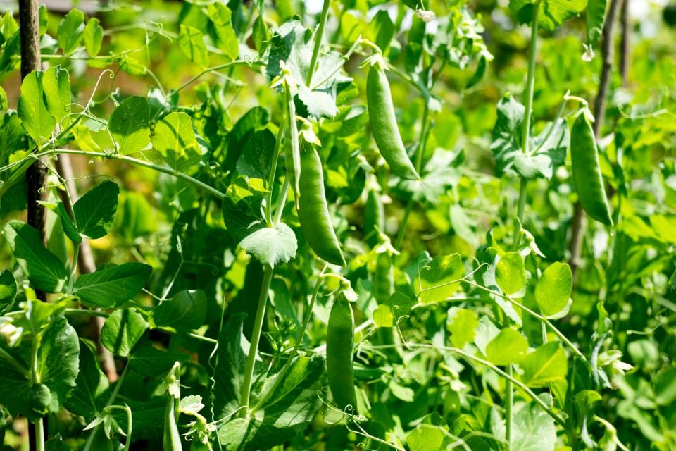 Field peas growing in a plot outside. 