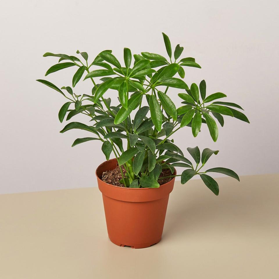 23) Schefflera Arboricola ‘Umbrella’ Plant