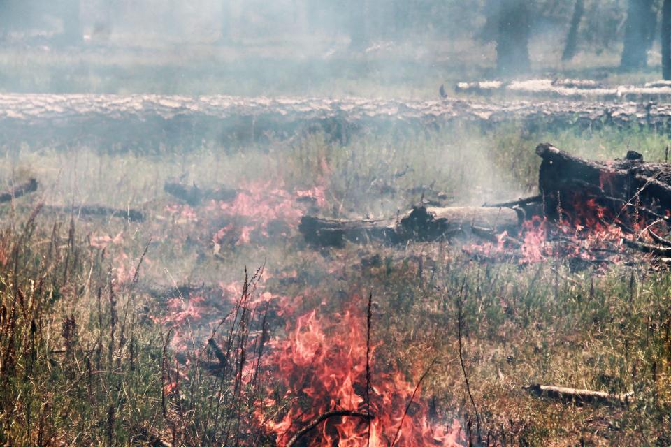 A Lincoln National Forest prescribed burn in June 2019.