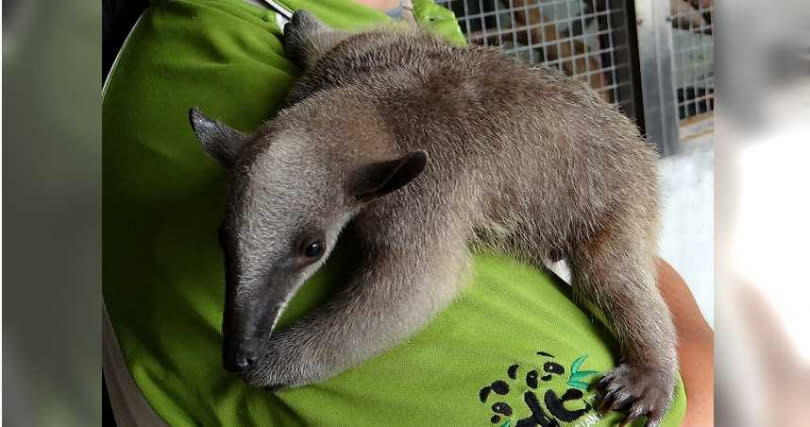 小食蟻獸寶寶「紅豆」。（圖／台北市立動物園提供）