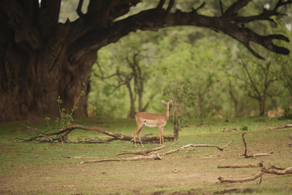 An antelope is seen in Gonarezhou National Park, Sunday, Oct. 29, 2023. In Zimbabwe, recent rains are bringing relief to Gonarezhou, the country's second biggest national park. But elsewhere in the wildlife –rich country, authorities say climate change-induced drought and erratic weather events are leading to the loss of plants and animals. (AP Photo/Tsvangirayi Mukwazhi)