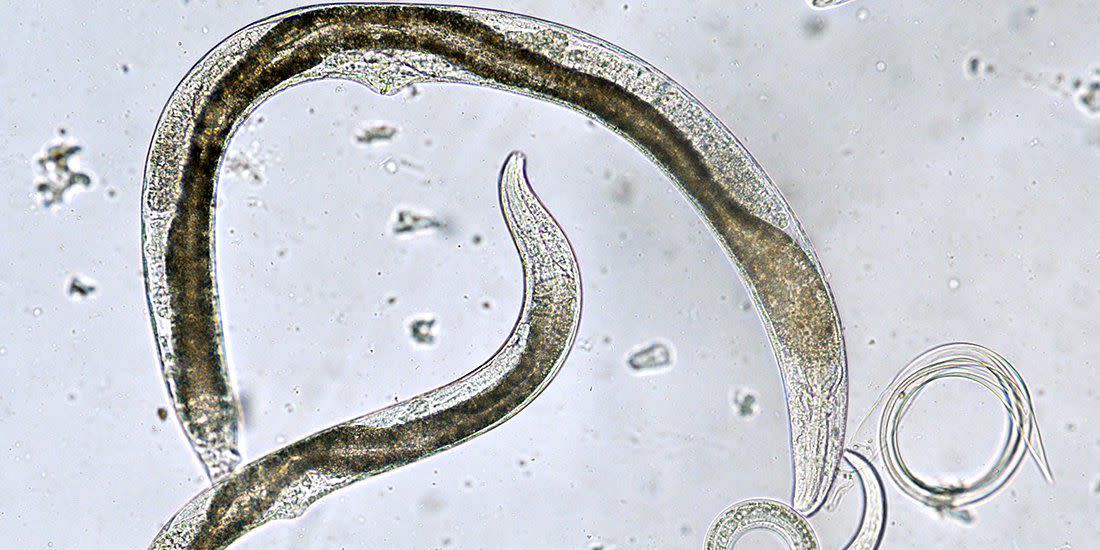 nematode party in the bathroom because nearly everyone had thrips