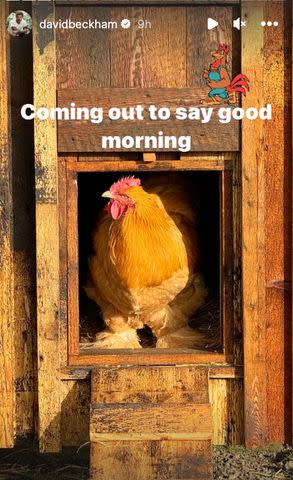 <p>David Beckham/Instagram</p> David Beckham shares a photo of his new cockerel.