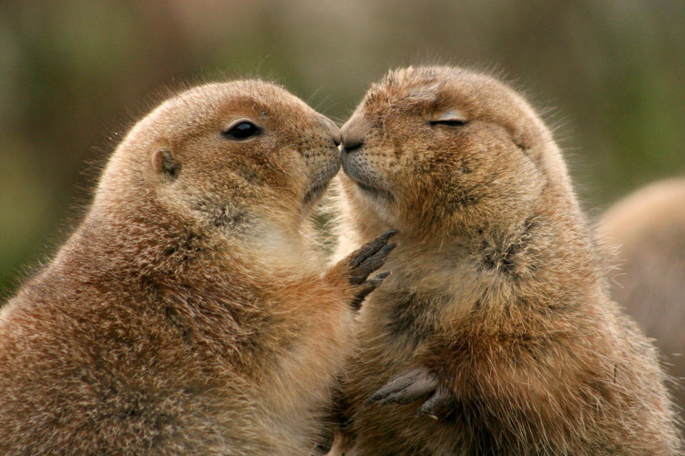 <p>Two prairie dogs kissing at the Rotterdam Zoo in Holland. (Photo: Jan Van Den Beukel/Caters News) </p>