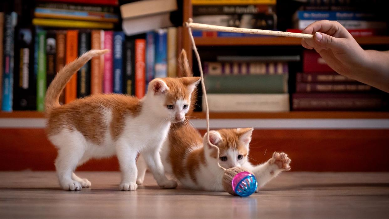 Two kittens playing