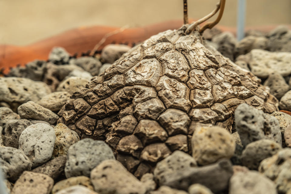 Luis Miramontes descubrió en un ñame silvestre, llamado Dioscorea mexican, la molécula necesaria para crear la píldora anticonceptiva. 