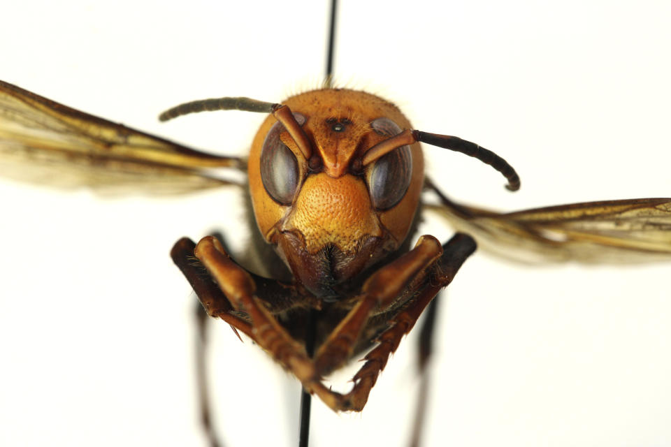 In this Dec. 30, 2019, photo provided by the Washington State Department of Agriculture, a dead Asian giant hornet is photographed in a lab in Olympia, Wash. The world's largest hornet, a 2-inch long killer with an appetite for honey bees, has been found in Washington state and entomologists are making plans to wipe it out. Dubbed the "Murder Hornet" by some, the Asian giant hornet has a sting that could be fatal to some humans. It is just now starting to emerge from hibernation. (Quinlyn Baine/Washington State Department of Agriculture via AP)