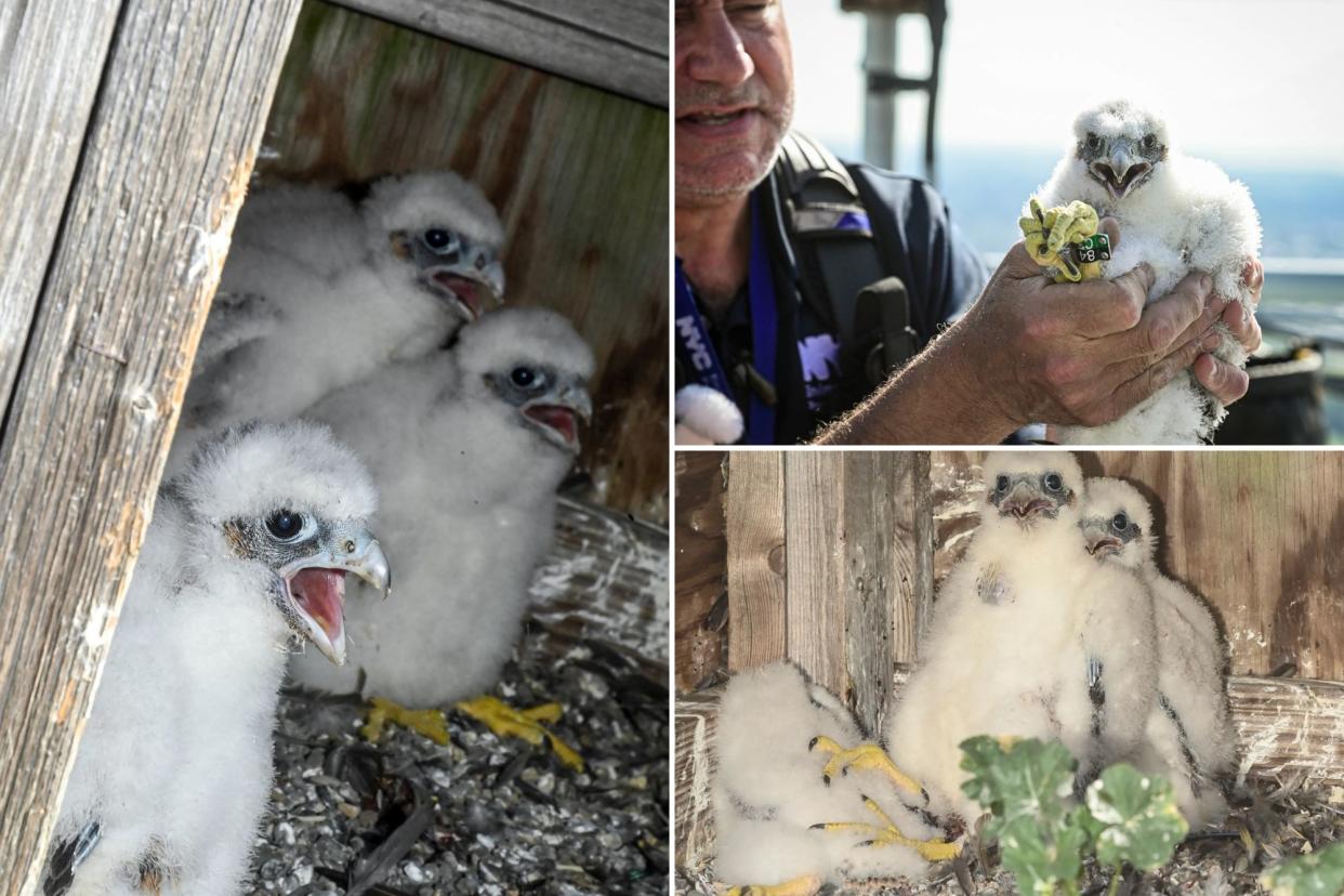 three peregrine falcon chicks at left and bottom right. Top left is a man holding a falcon with an identifying band on its leg.