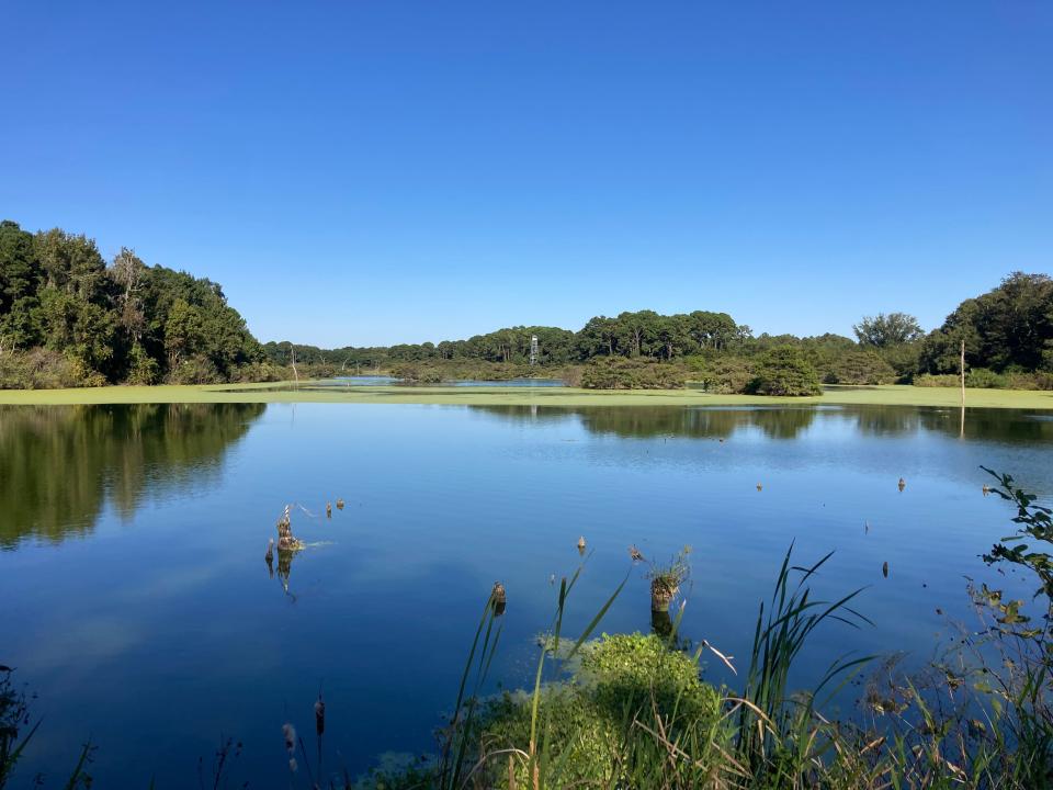 Woody Pond, Harris Neck National Wildlife Refuge, with few birds in sight.