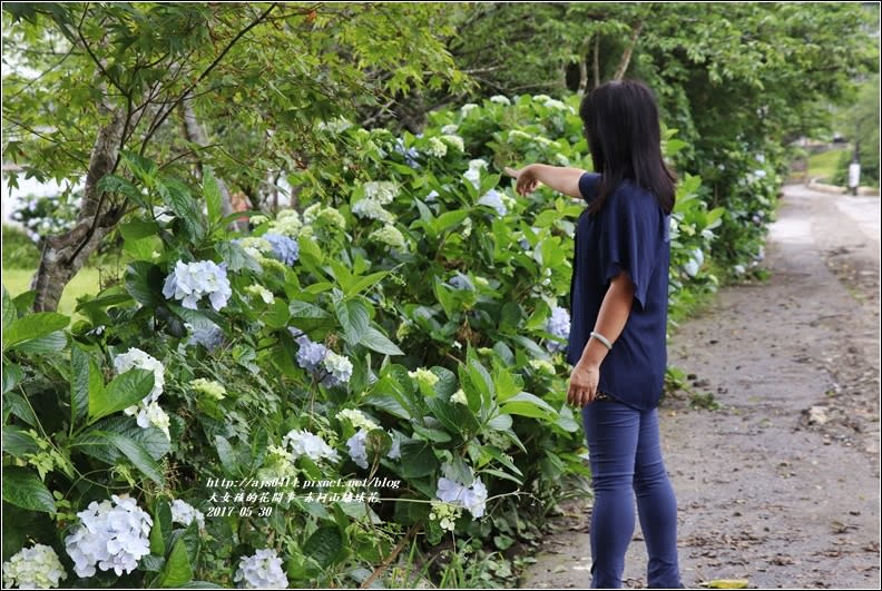 赤柯山繡球花-2017-05-06.jpg